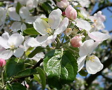Apfelbaum Malus 'Finkenwerder Herbstprinz' ca. 175 cm im Container Halbstamm
