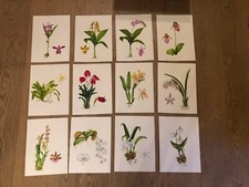 12 handgemalte Orchideen-Bilder, Originale