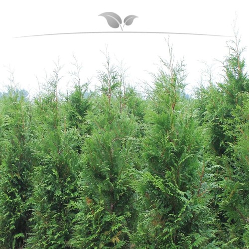 Lebensbaum thuja plicata - thuja,