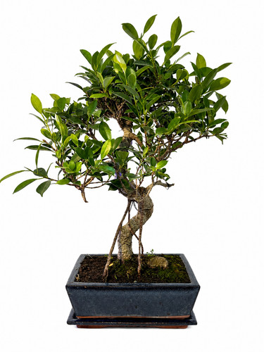 Bonsai ficus retusa jahre - ficus, 10