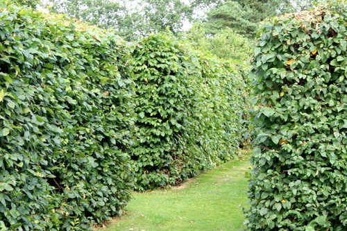 Hainbuche weißbuche carpinus - hainbuche,