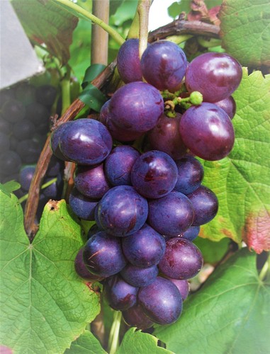 Weinrebe blauer muskateller - weinrebe,