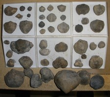 Brachiopoden / Muschel