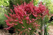 Ginster Edelginster 'Boskoop Ruby' Cytisus scoparius 40-60 cm im 2-Liter Topf