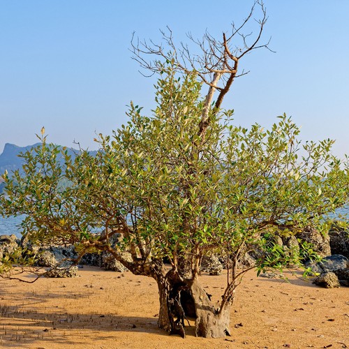 White mangrove avicennia - white, (avicennia