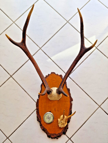 Große geweih trophäe mit - große,