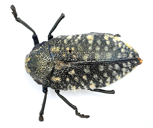 Buprestidae julodis sp - buprestidae,,