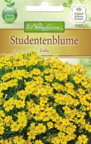 Studentenblume lulu tagetes - 'lulu',