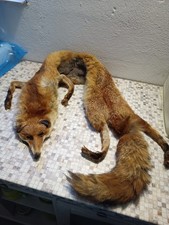 Fuchspelz stola rotfuchs fuchs - rotfuchs,