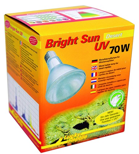 Lucky reptile bright sun - bright,