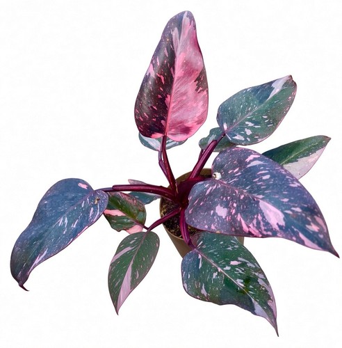 Philodendron pink princess - pink,