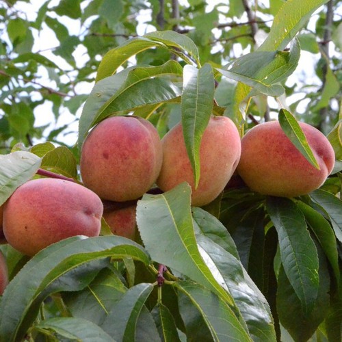 Pfirsichbaum rekord aus alfter - rekord,