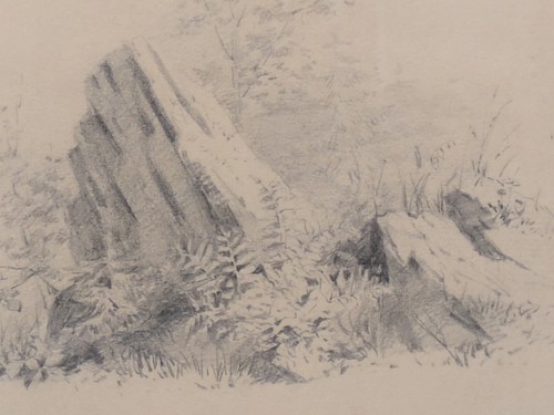 Antik zeichnung naturstudie - antik,