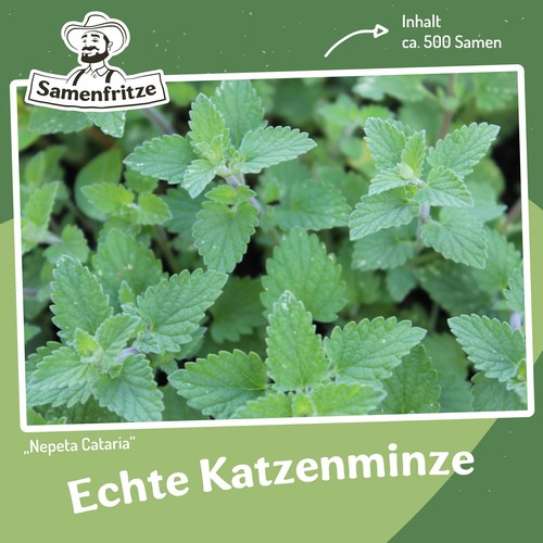 Echte katzenminze 500 - echte, ca.
