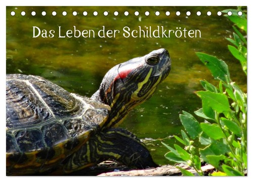 Das leben der schildkröten - das,