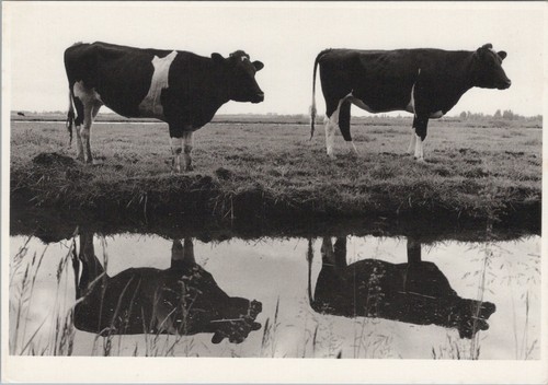 Tiere postkarte zwei kühe - tiere,