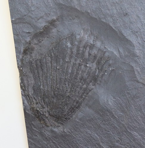 Koralle zaphrentis sp - ,,