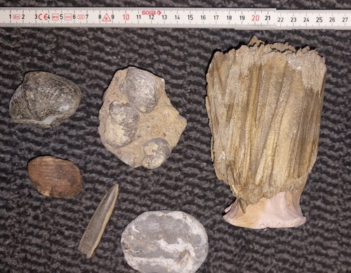 Tlg konvolut fossilien - tlg.,