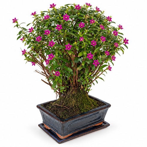 Bonsai cuphea köcherblümchen - cuphea,