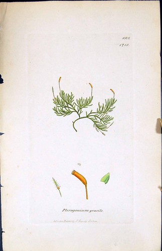 Antiker druck pterogonium - antiker,