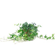 Gemeiner Efeu grün - Hedera