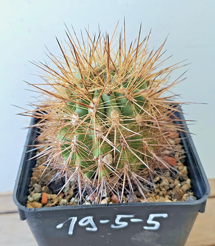 Eriosyce curvispina var