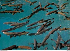 Postcard - Animals - Fish -