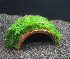 Kokosnuss-Höhle mit Taxiphyllum - Javamoos Wasserpflanze Aquarienpflanze Kokos