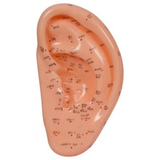 Akupunkturmodell Ohr 22x10 cm, Anatomie Modell, Anatomische Lehrmittel