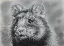 Hamster  Kohlezeichnung 19 x