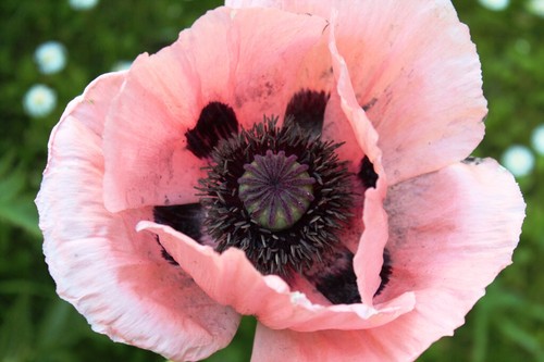 Riesenmohn rosa blüten - riesenmohn,