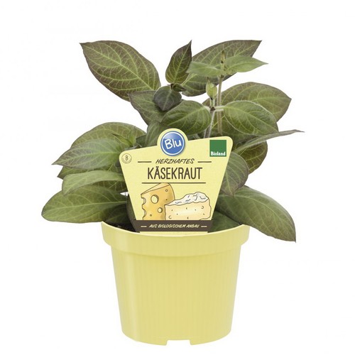 Käsekraut bio qualität - in, bio-qualität