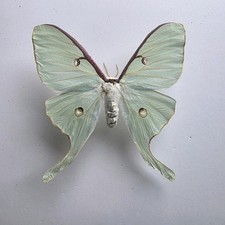 Actias Luna - Luna
