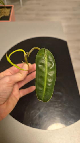 Philodendron billietiae