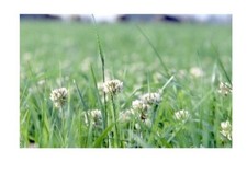 12,98 €/kg 5kg Beutel Klee
