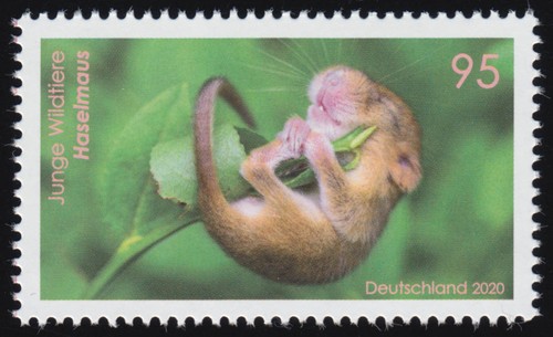 3563 junge wildtiere - 3563,
