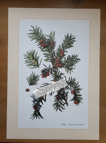 Eibe baum kunstdruck - eibe,, baum,