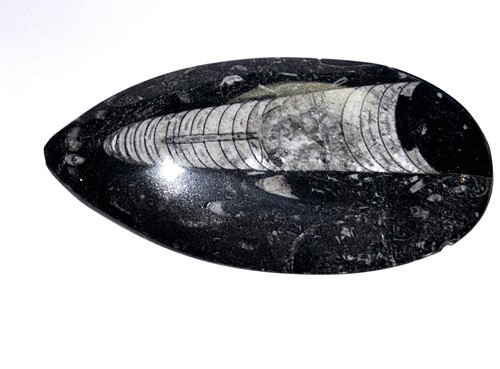 Fm0174 natürlicher orthoceras - fm0174,