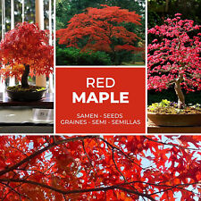Bonsai Samen 20 Stück  - Japanischer roter Ahorn / Fächerahorn - Baum Klassiker