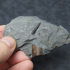 Belemnite Acrocoelites Lias