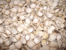 Muscheln aus der Ostsee ca.1kg für Deko oder zum Basteln