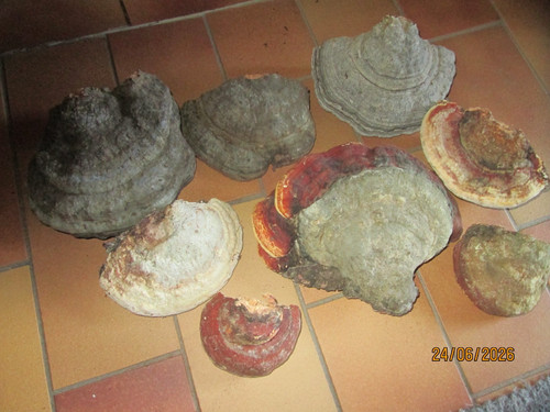 Zunderschwamm baumpilz - 8x,