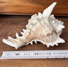 Muschel Murex, Deko, Aquarium 13 cm