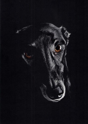 Windhund whippet - , **