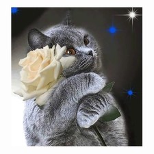 Cukol Kreuzstich Set