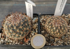 Pediocactus simpsonii
