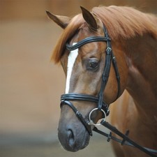 % Kavalkade Trense Estella