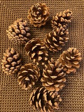 40 Kiefernzapfen 6-8cm aus