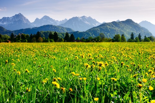 Wandbild alpenwiese bedeckt - wandbild:,