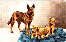AK  1915- -Deutscher Schäferhund + 4 Welpen  - Verlag: